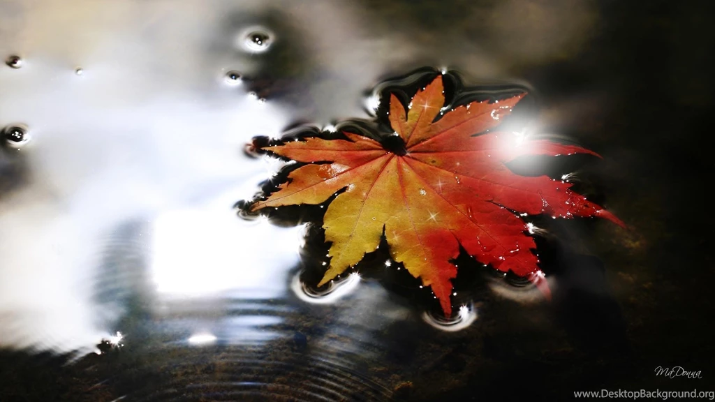 Sparkling Fall Leaf >> HD Wallpaper, Get It Now!