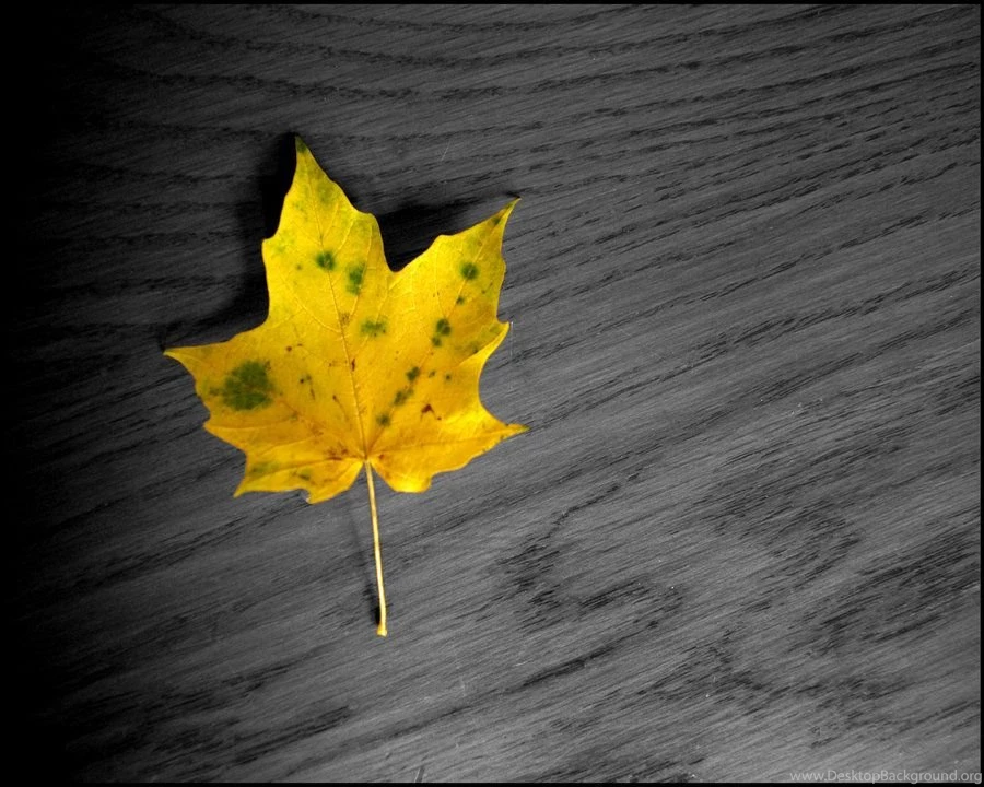 Autumn Leaves Wallpapers 2 By KWilliamsPhoto On DeviantArt