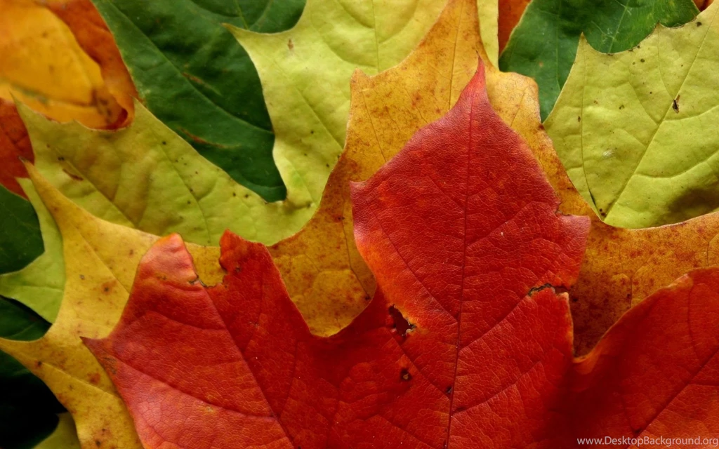 Autumn Leaf Wallpapers