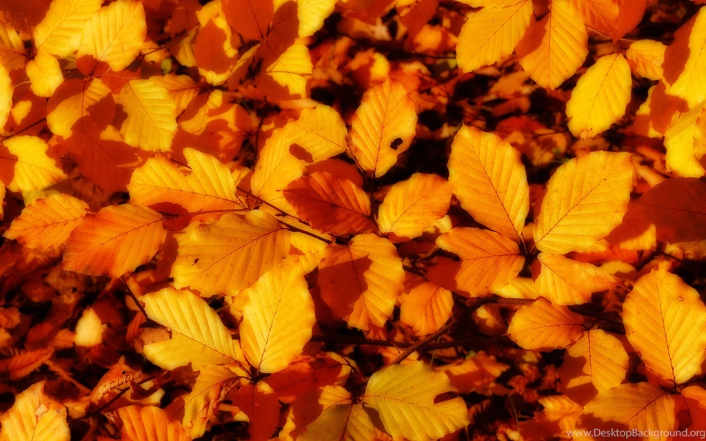 Autumn