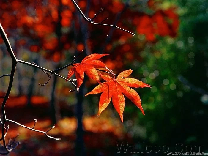 Photo: Red Maple Leaves, Beautiful Red Fall Leaves 14 Wallcoo.net