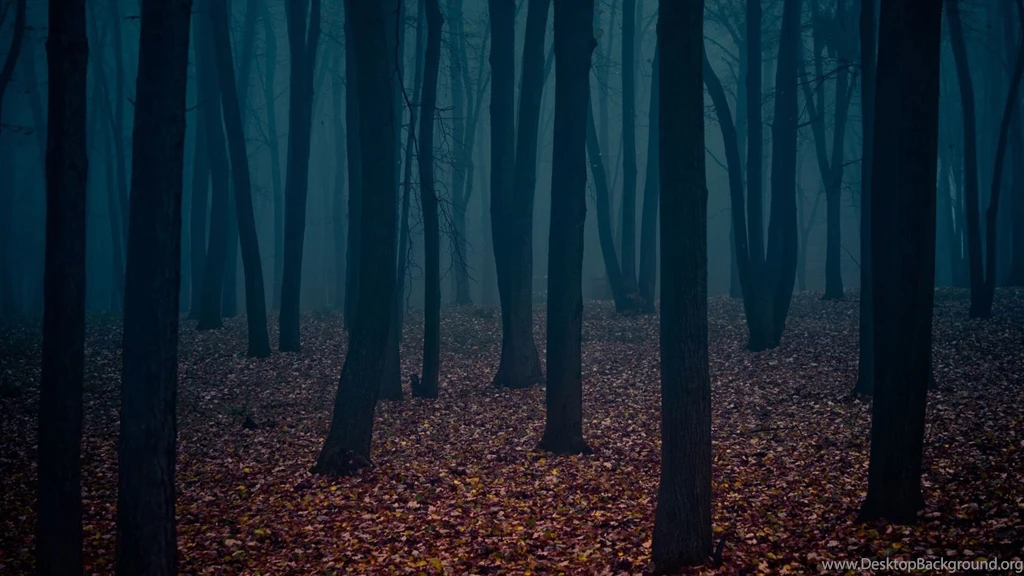 Dark Forest Wallpapers Gallery Images