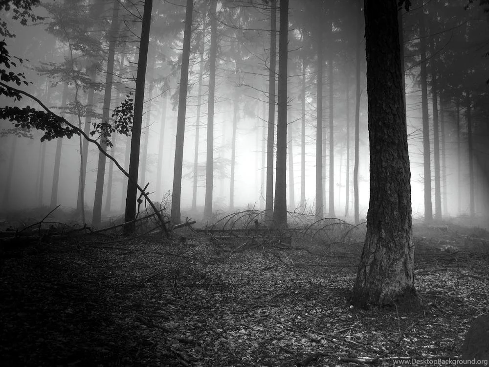 Pix For Cool Dark Forest Backgrounds