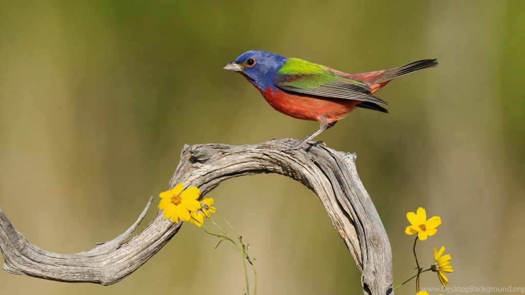Colorful Birds HD Wallpaper, Colorful Birds Pictures