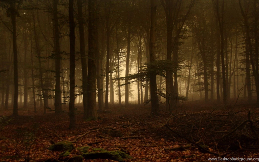 Dark Forest Wallpapers Desktop 51B WallPey