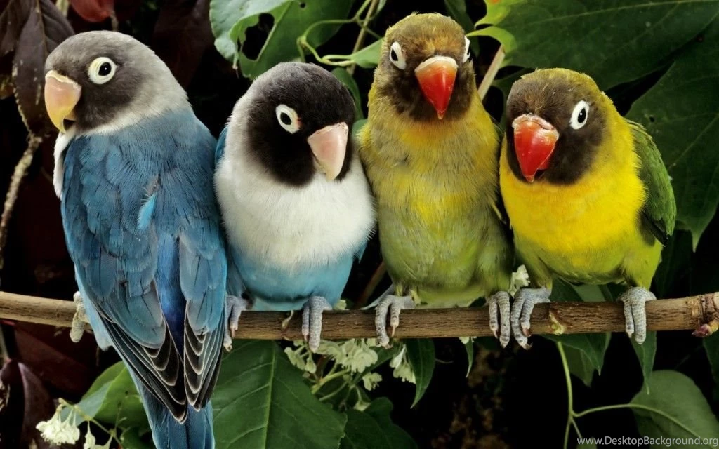 37 Love Birds Wallpapers HD Free Download For Desktop   Magazine Fuse