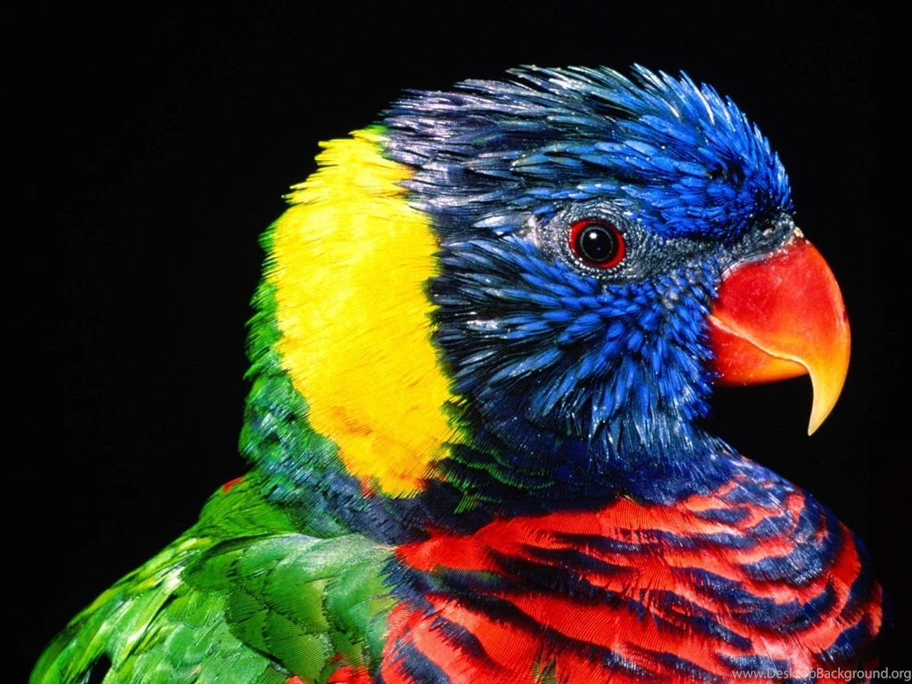 Hd download birds wallpaper.jpg