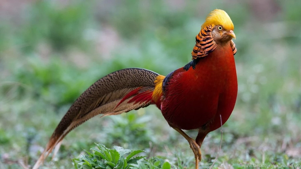 Golden Pheasant Birds HD Wallpapers