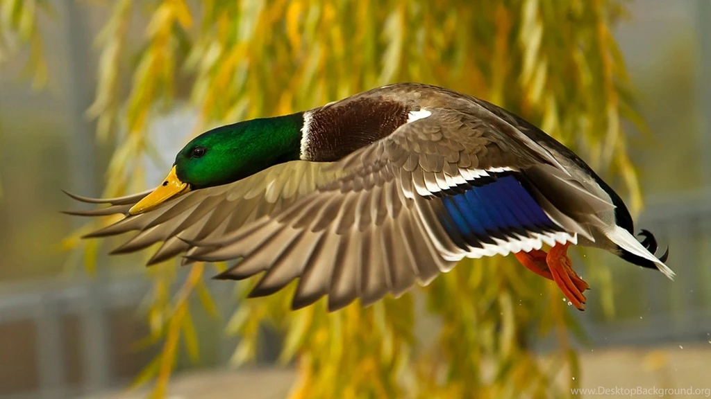 Duck Bird HD Wallpapers Desktop Wide.jpg