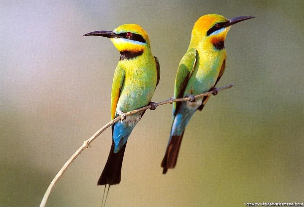 HD Animals Wallpapers: 7 Beautiful Birds Wallpapers For Beautiful ...