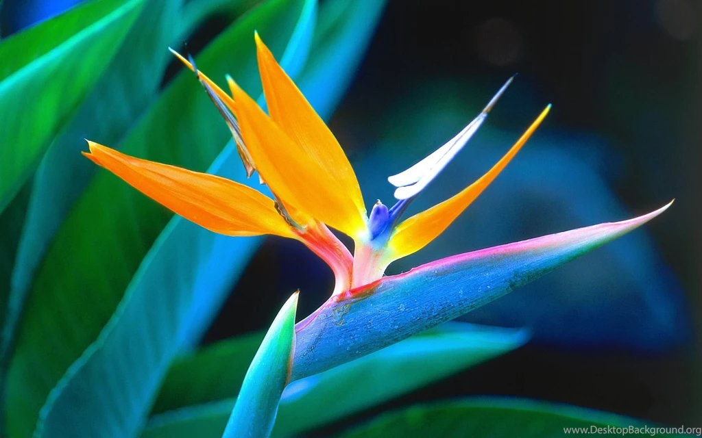 Bird Of Paradise Wallpapers