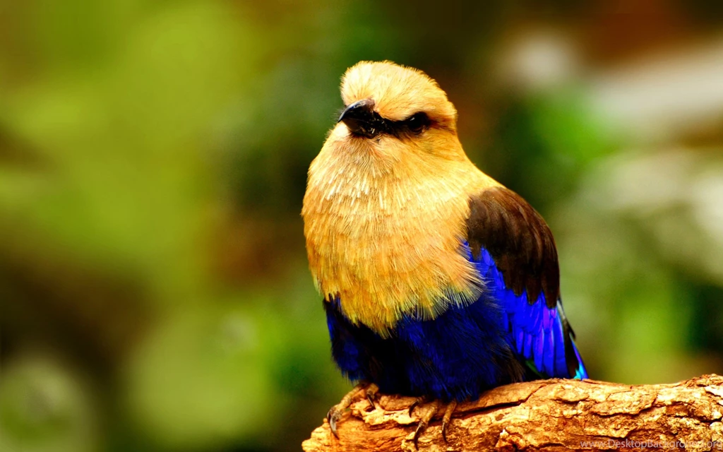 1685 Bird HD Wallpapers
