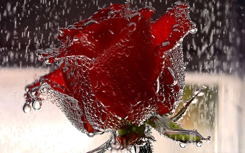 Red Rose Wallpaper Images Wallpapers Cave