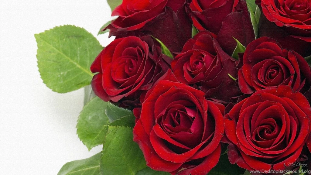 Rose Red, Beautiful Roses, Rose Pictures, Red Roses Photos, Red ...