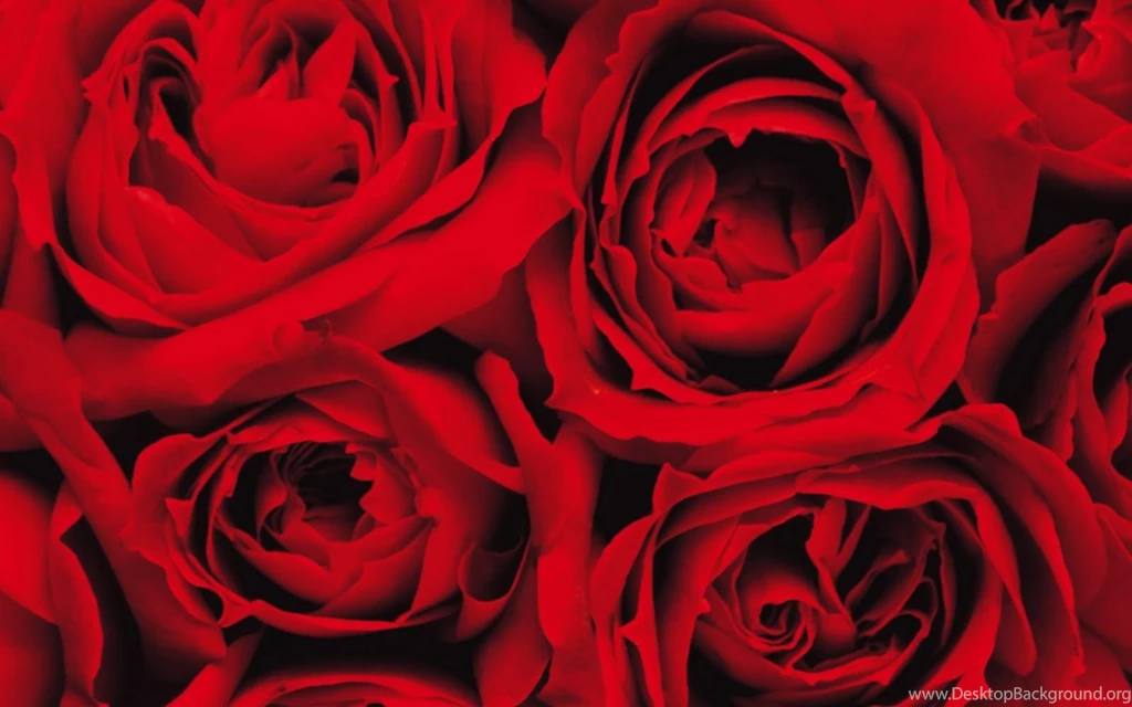 My Aids: Most beautiful red roses nature view rose hd wallpapers ...