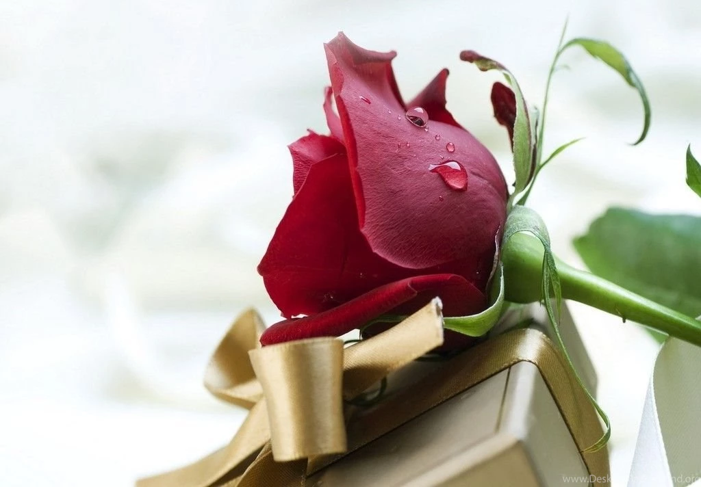 Wallpapers Of Red Rose Wallpapers Cave