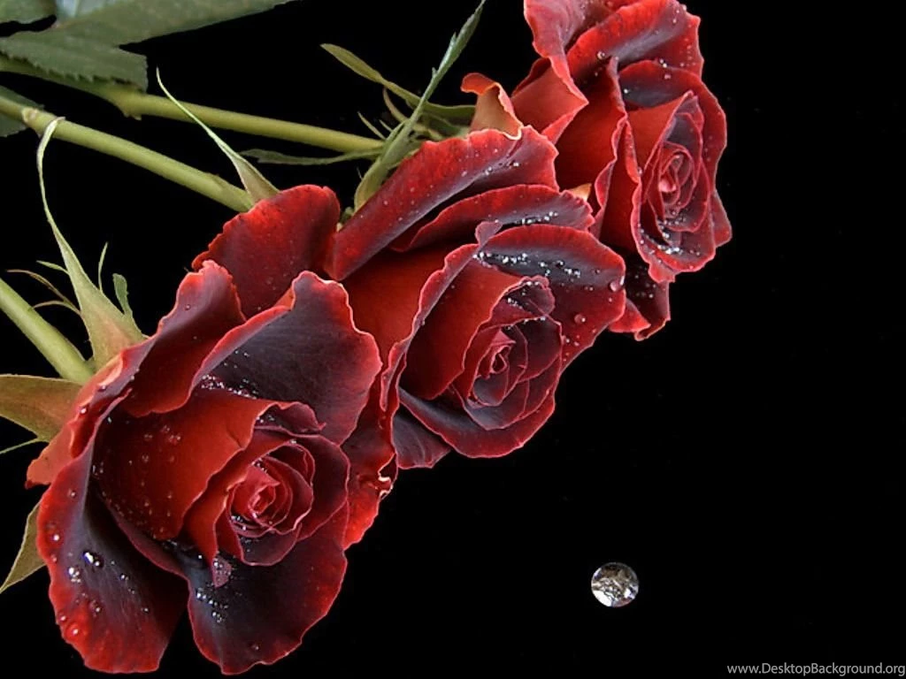 Only Red Roses High Quality Wallpapers