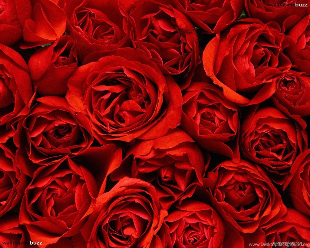 Red Roses Wallpapers