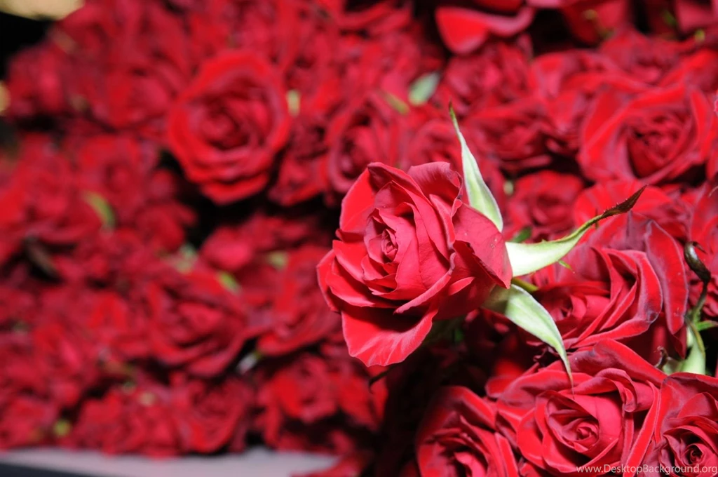 Rose Red, Beautiful Roses, Rose Pictures, Red Roses Photos, Red ...