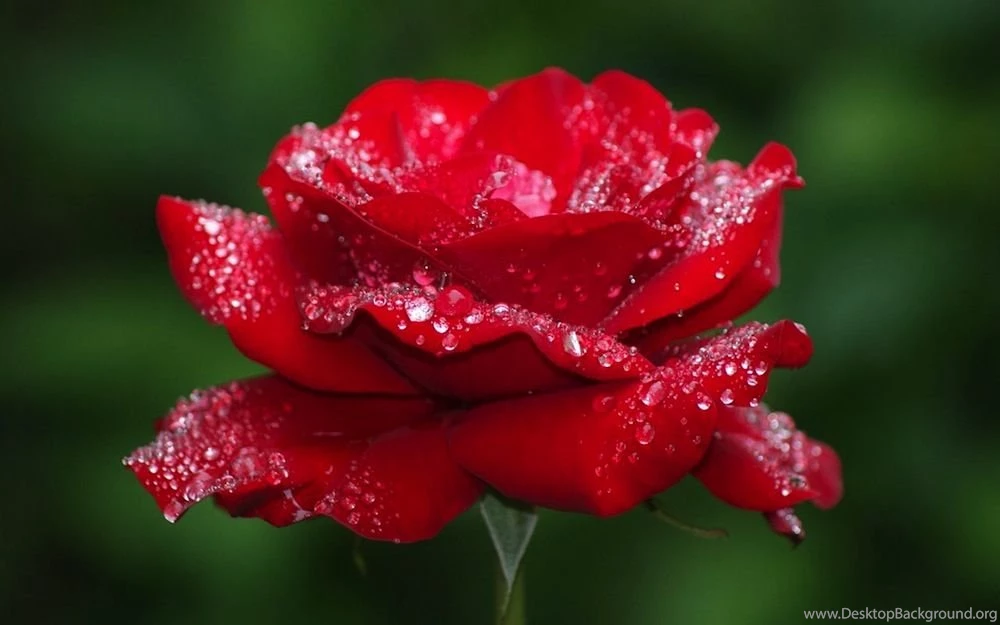 Pictures Of The Most Beautiful Flowers In The World HD ...