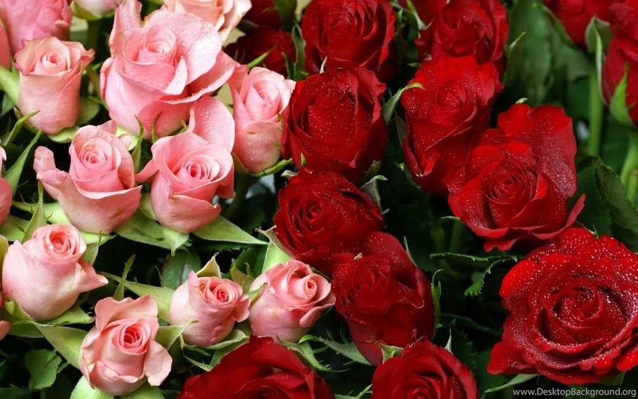 Free Download HD Nature Wallpapers With Red Rose Flower Picture ...