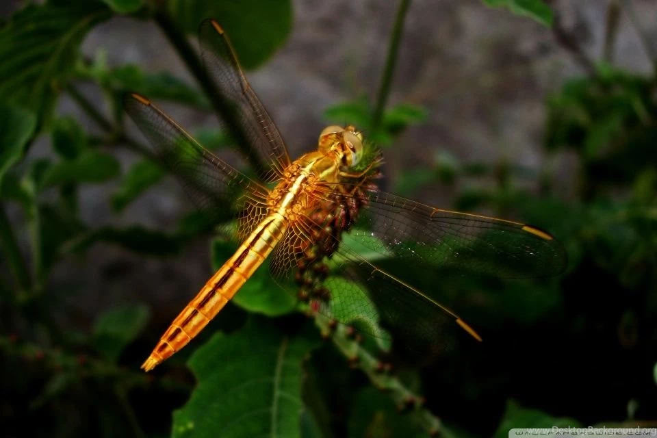 COLORS DEFINE BEAUTY HD Desktop Wallpapers : Widescreen : High ...