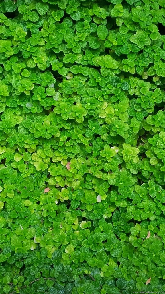 Natural beauty mobile wallpapers   Download Android News, Reviews ...