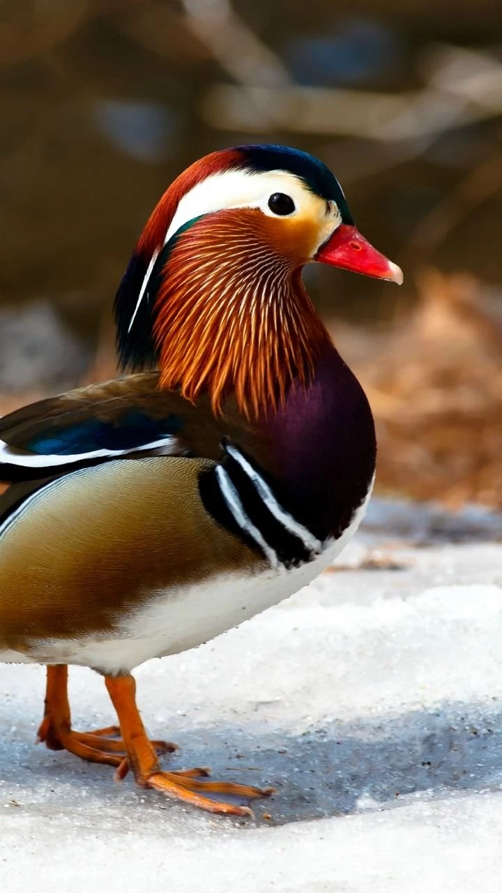 Beautiful Bird Mandarin Duck Wallpapers : Desktop : Tablet