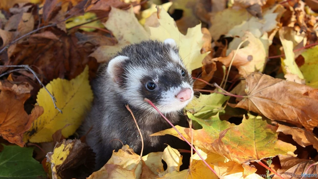 Fall With Animal HD Desktop Backgrounds Wallpapers 4034 Amazing ...