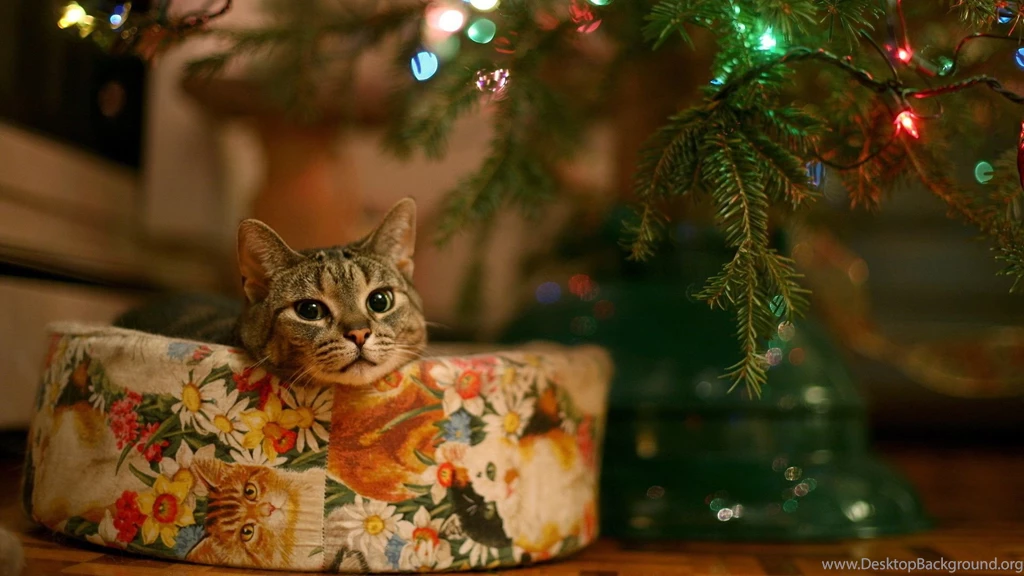 Free Christmas Cats Wallpapers Download ~ Toptenpack.com