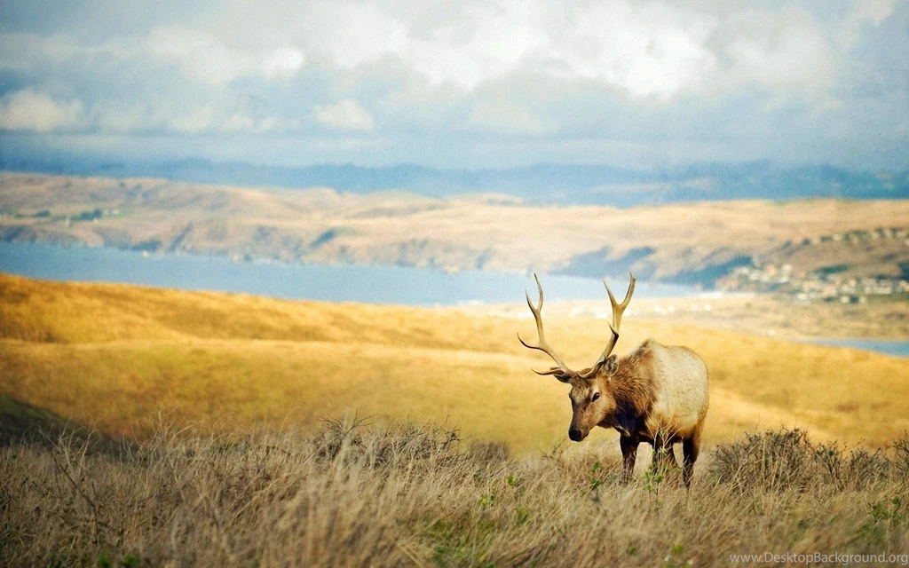 Wildlife Wallpapers Wallpapers Cave