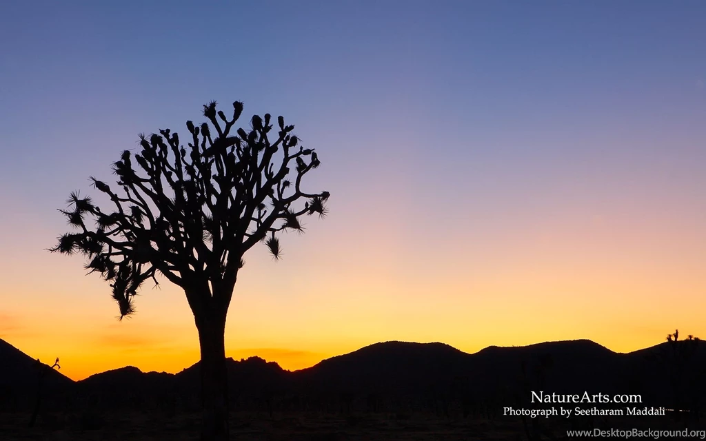 1st Page Of Desktop, Wildlife Wallpapers / Nature Wallpapers
