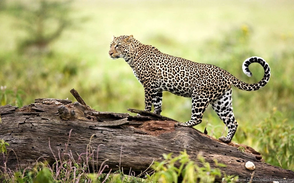 Leopard Wildlife
