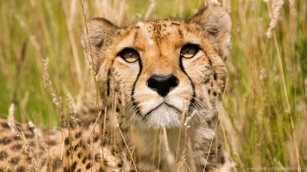 Wildlife Wallpapers 195555