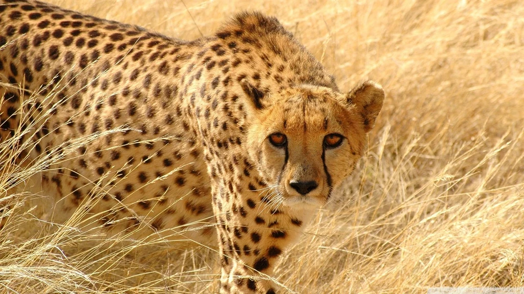 Free Wildlife Wallpapers Wallpapers Cave