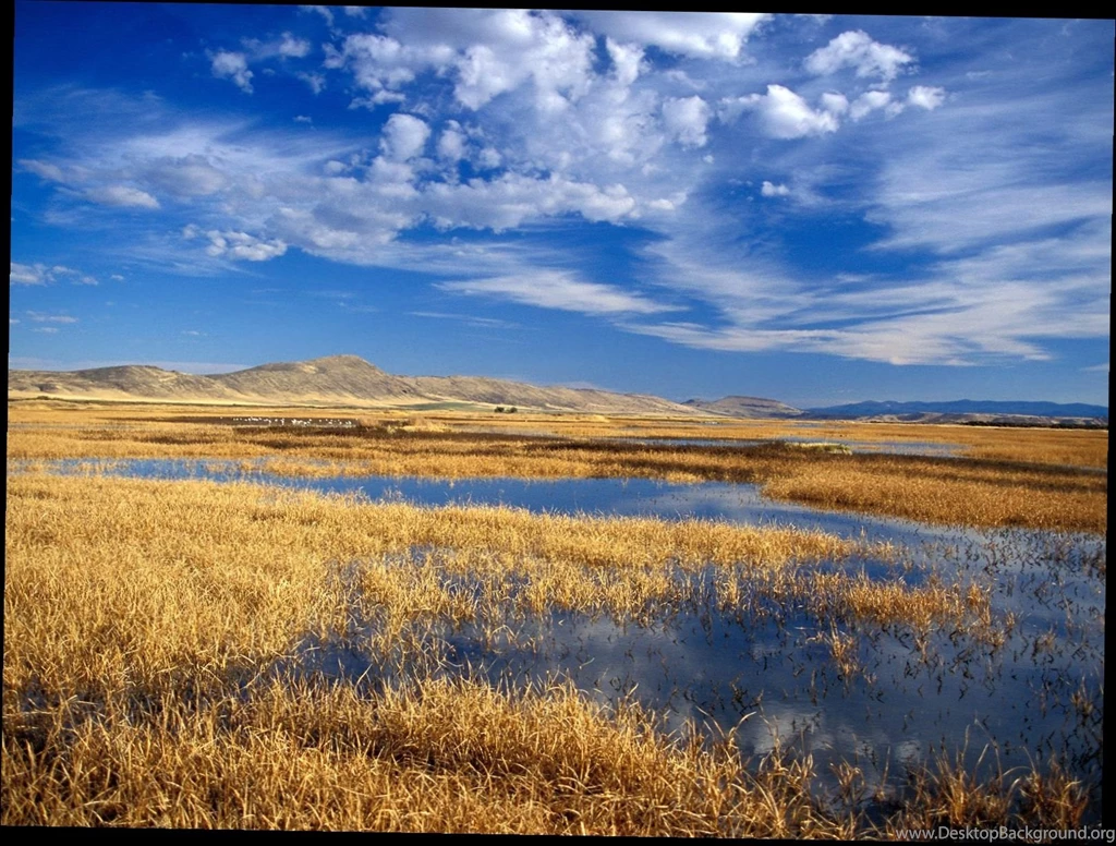 Wildlife_backgrounds_1.jpg