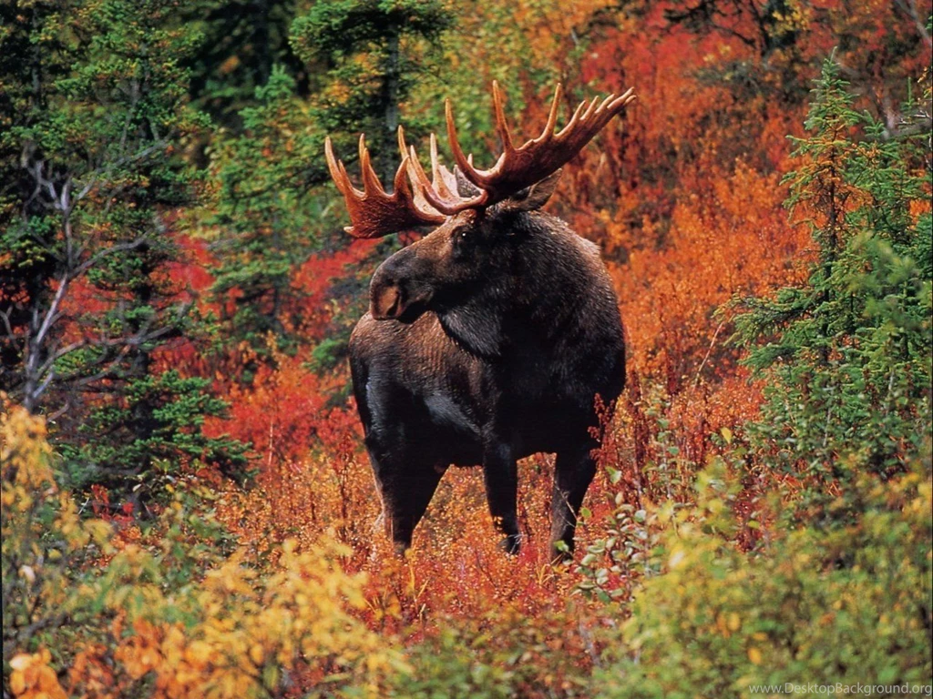 Free Wildlife Pictures HD Wallpapers Lovely