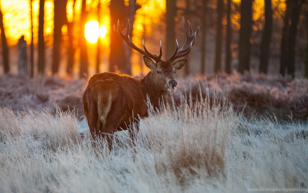 Red Deer Wildlife HD Wallpapers   New HD Wallpapers