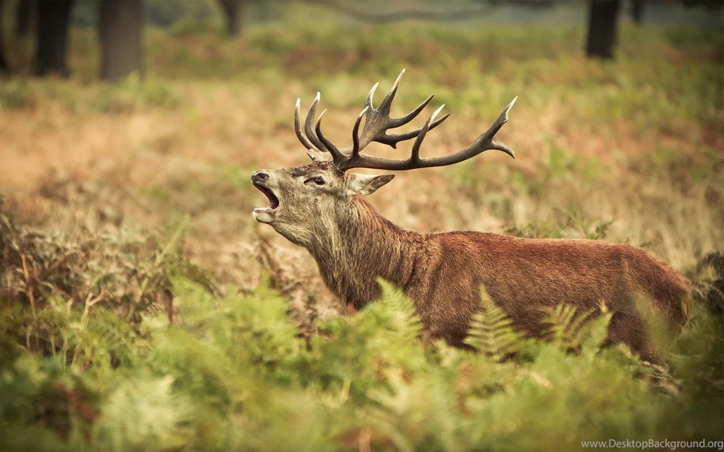 Elk Computer Wallpapers, Desktop Backgrounds