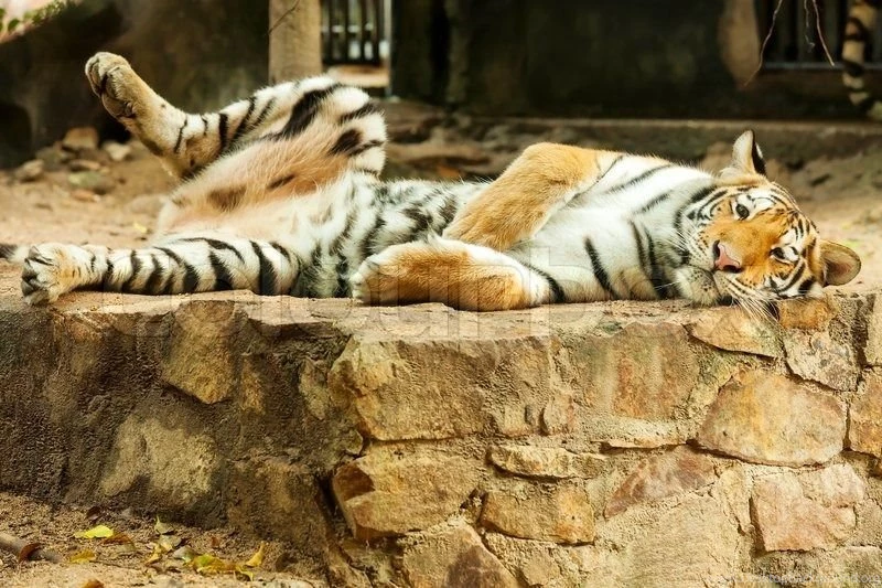 Animal, Animals In The Wild, Power, Wildlife, Backgrounds, Speed ...