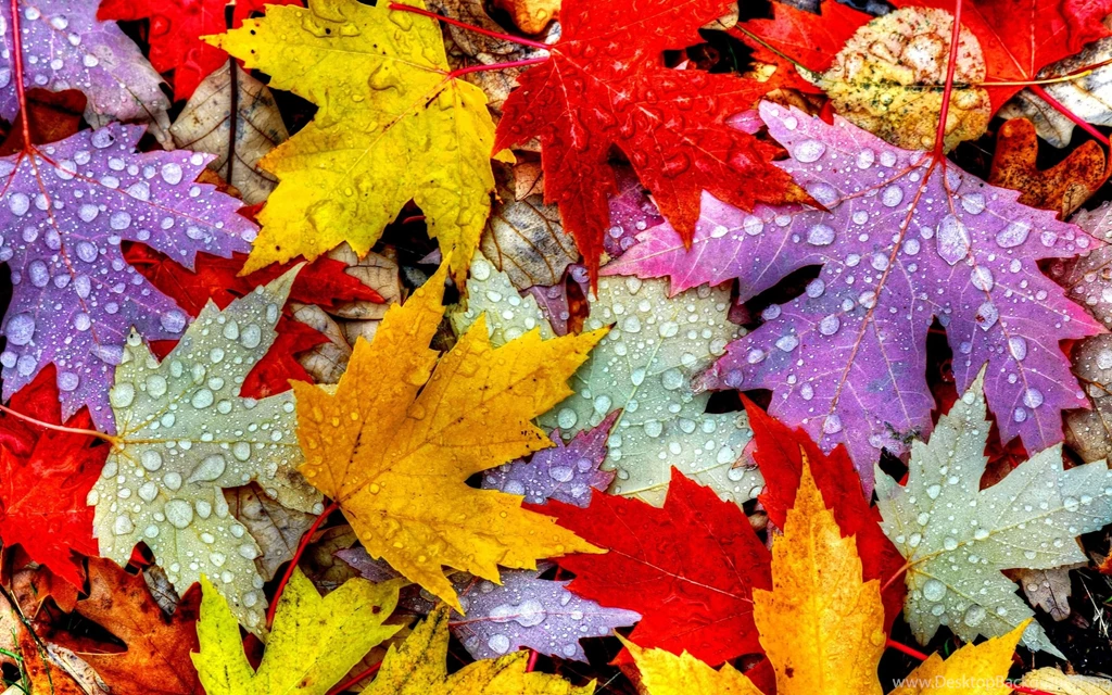 Colorful Leaves Widescreen Wallpapers