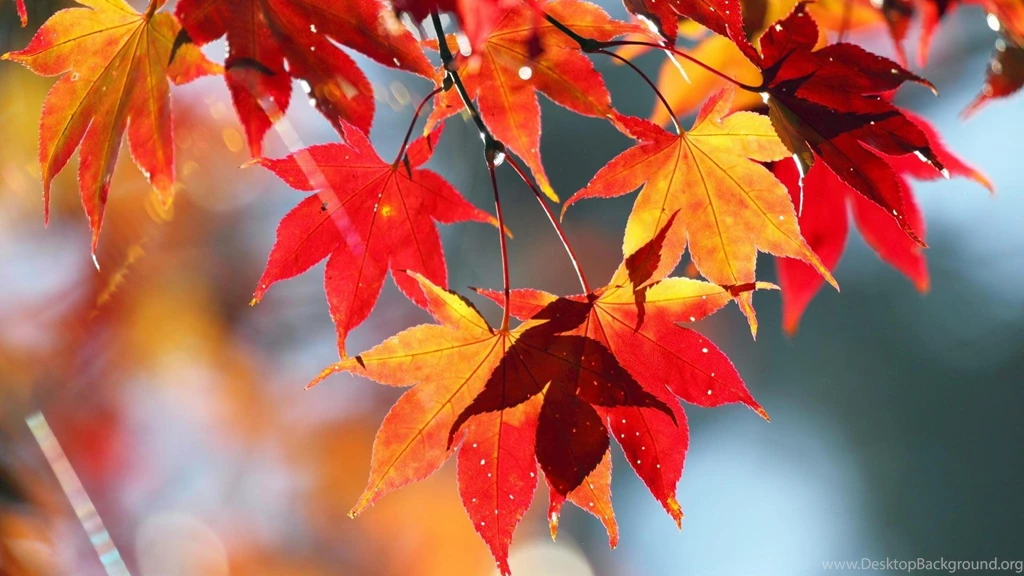 Colorful Autumn Leaves Wallpapers   (