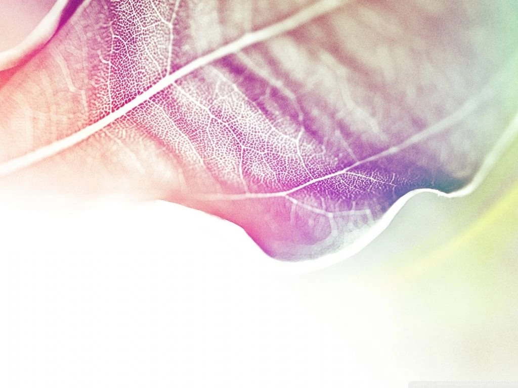 Colored Leaves 2 HD Desktop Wallpapers : Widescreen : High ...