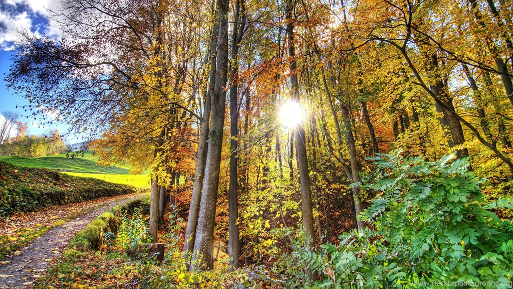 Autumn Forest Jungle Trees Sunshine Sunrise Clearsky Nature Colors ...