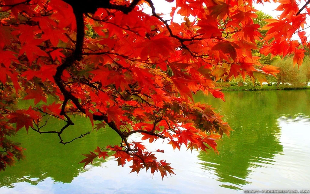 Fall Colors Wallpapers Crazy Frankenstein