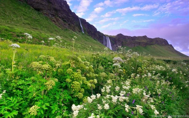 Iceland Morning Scenery, Mountains, Grass And Flowers, Waterfalls ...