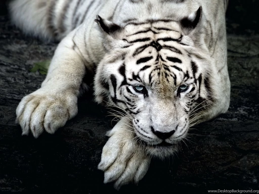 1024x768 White Tiger Hd Wallpapers
