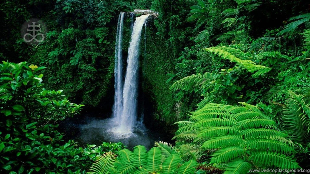 Satanic Cross Forest   (