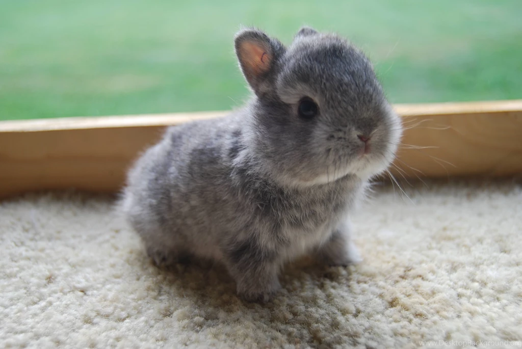 Baby Bunny Wallpapers Wallpapers Cave