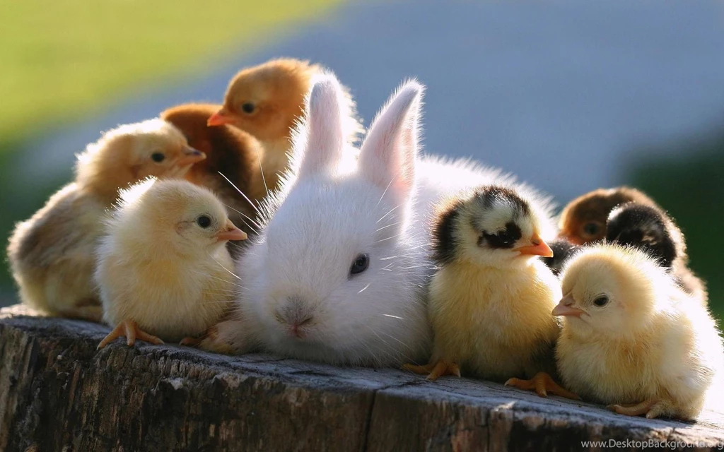 1920x1200px Bunny Wallpapers Cute Explorers